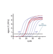 SYBR Green Master Mix PCR