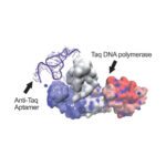 Hot Start Taq DNA Polymerase - 2