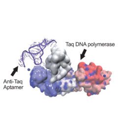 Hot Start Taq DNA Polymerase - 2