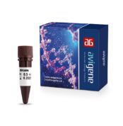 DNA safe staining dye