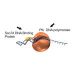 Pfu DNA Polymerase - 2