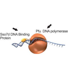 Pfu DNA Polymerase - 2