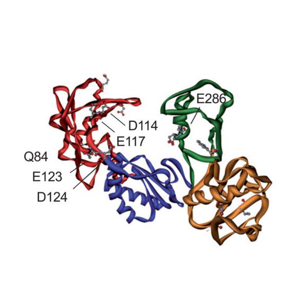 mmlv reverse transcriptase