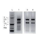 AviRex™ Total RNA - Image 2