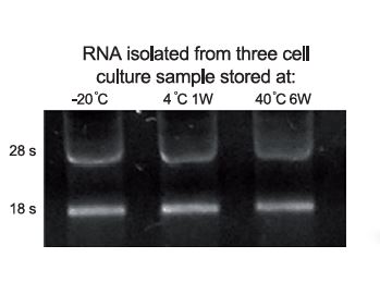 RNAFix TM Solution